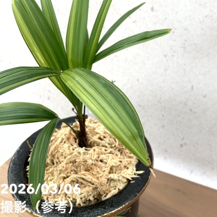 現品お届け】観音竹 カンノンチク 棕梠竹縞（棕櫚竹縞）しゅろちくしま