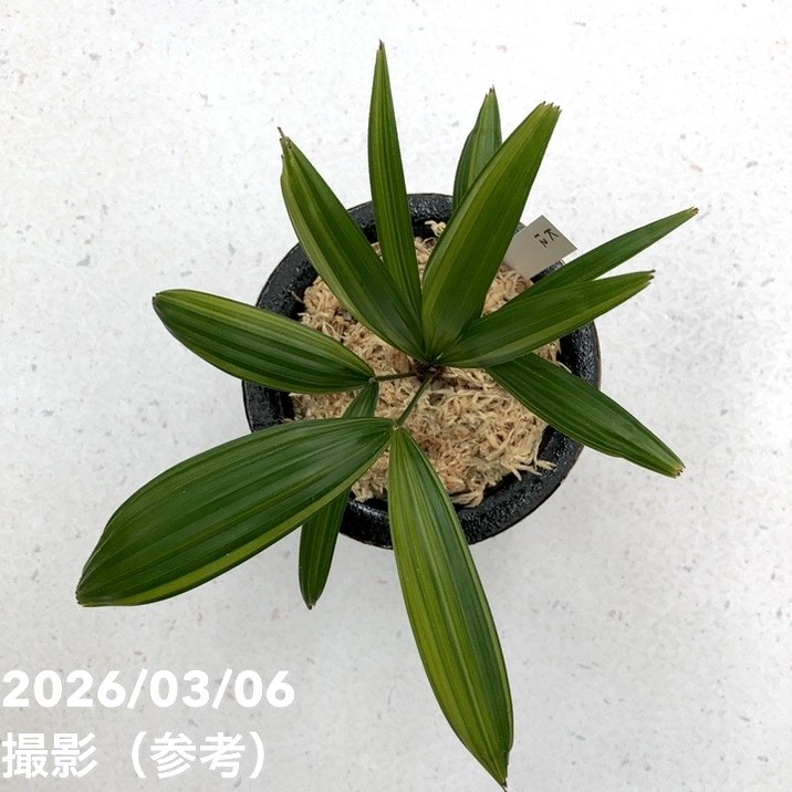 現品お届け】観音竹 カンノンチク 棕梠竹縞（棕櫚竹縞）しゅろちくしま
