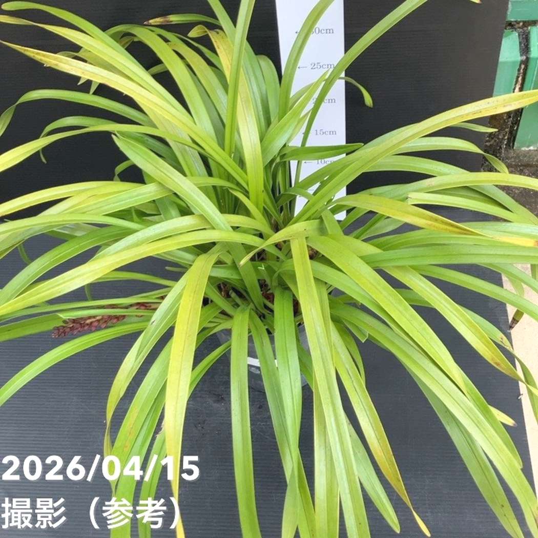 花芽2個＞キンリョウヘン 6号（品種不明）｜ミツバチ蘭｜洋蘭10-TU