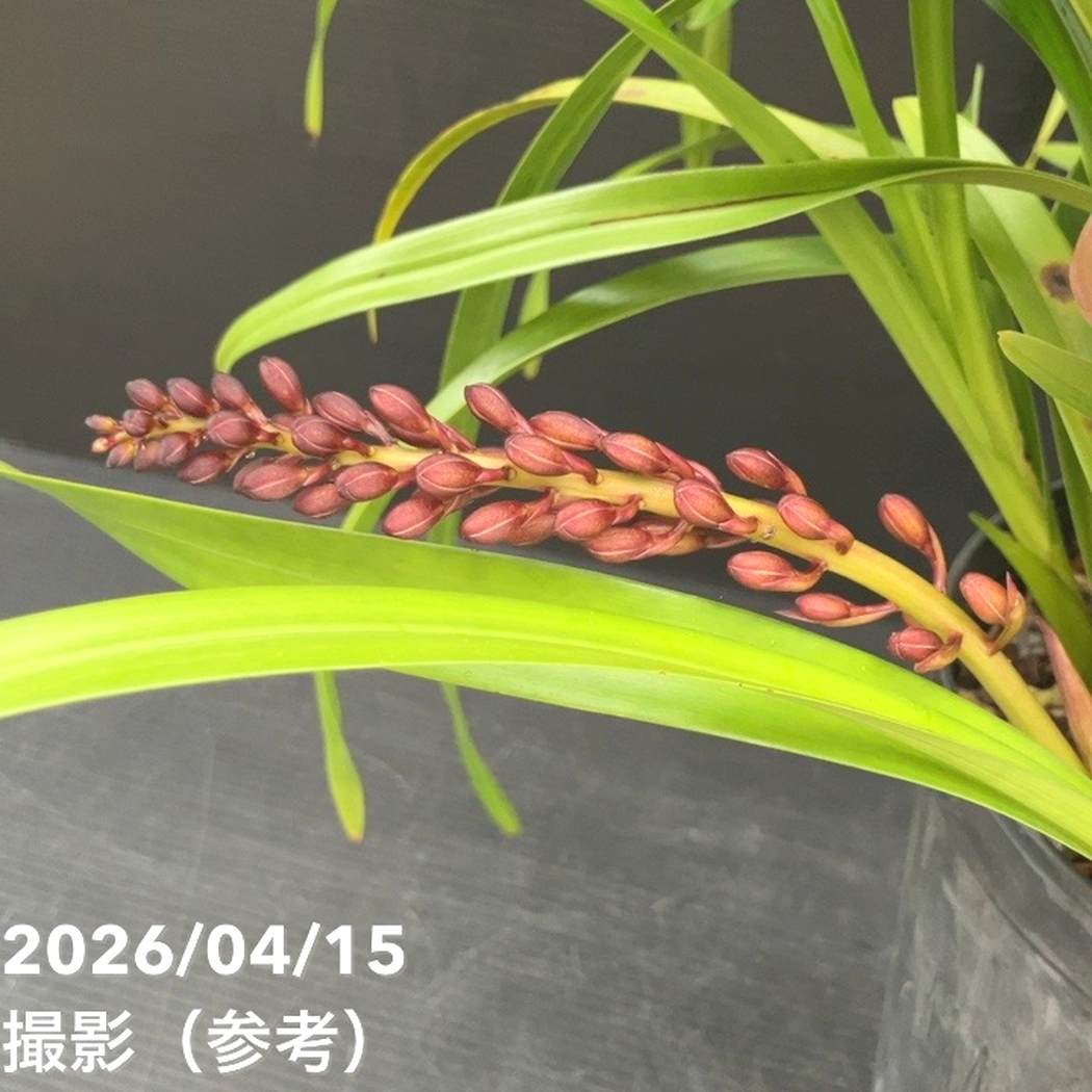 花芽2個＞キンリョウヘン 6号（品種不明）｜ミツバチ蘭｜洋蘭10-TU