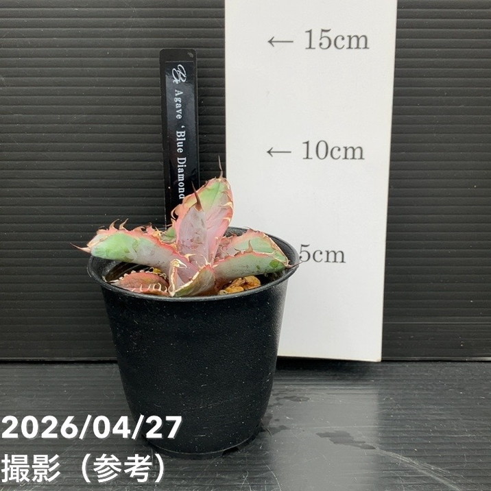 アガベ 2.5号 Blue Diamond｜観葉10-TU | 観葉・多肉,アガベ | 赤塚