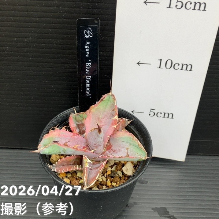 アガベ 2.5号 Blue Diamond｜観葉10-TU | 観葉・多肉,アガベ | 赤塚