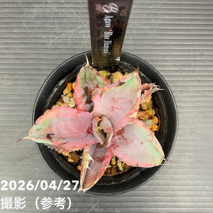 アガベ 2.5号 Blue Diamond｜観葉10-TU | 観葉・多肉,アガベ | 赤塚