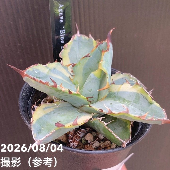 アガベ 2.5号 Blue Diamond｜観葉10-TU | 観葉・多肉,アガベ | 赤塚