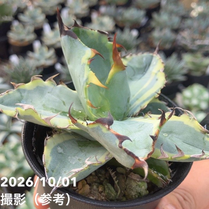 アガベ 2.5号 Blue Diamond｜観葉10-TU | 観葉・多肉,アガベ | 赤塚