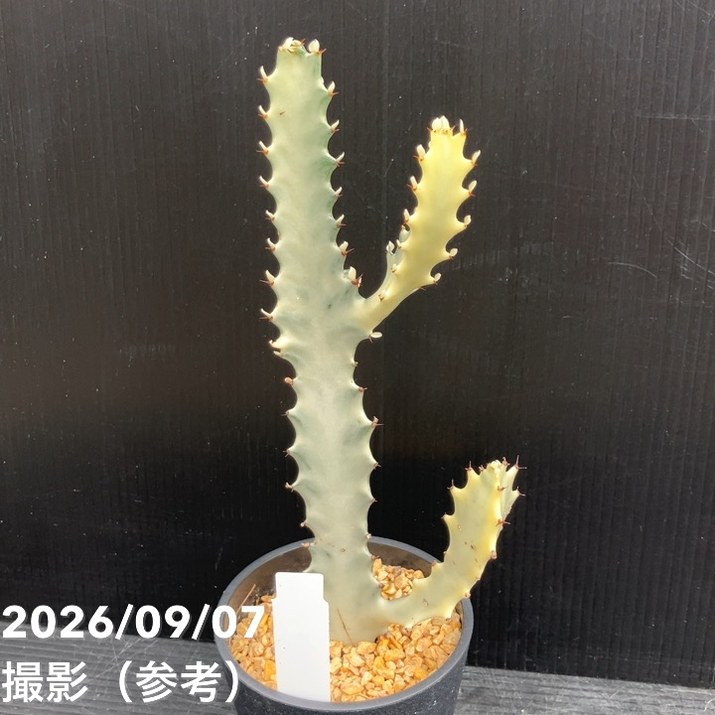 ユーフォルビア クリスタータ ホワイトゴースト 3.5号|観葉10-TU