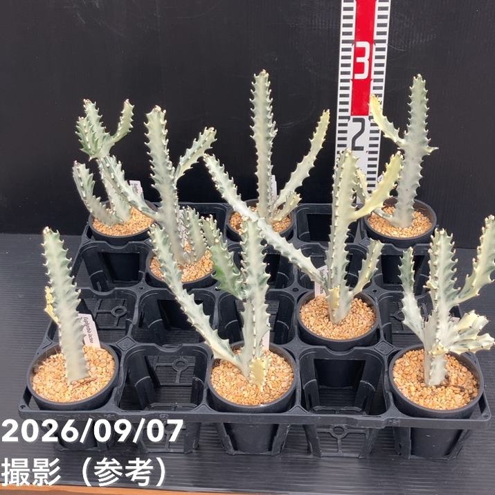 ユーフォルビア クリスタータ ホワイトゴースト 3.5号|観葉10-TU