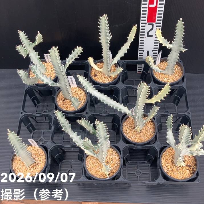 ユーフォルビア クリスタータ ホワイトゴースト 3.5号｜観葉10-TU