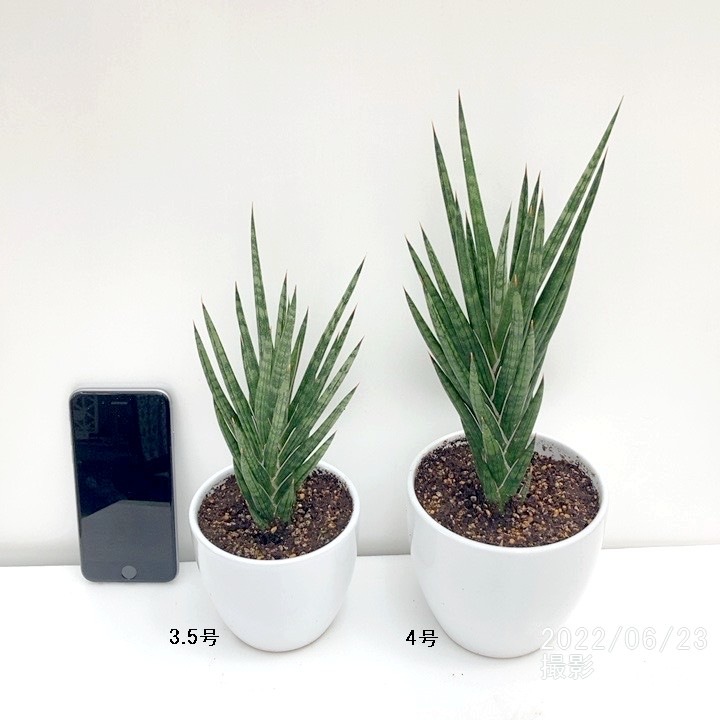 個性派 サンスベリア 3 5号 フランシシー 白陶器鉢植え 02観葉 観葉 多肉 サンセベリア 赤塚植物園オンライン 花の音