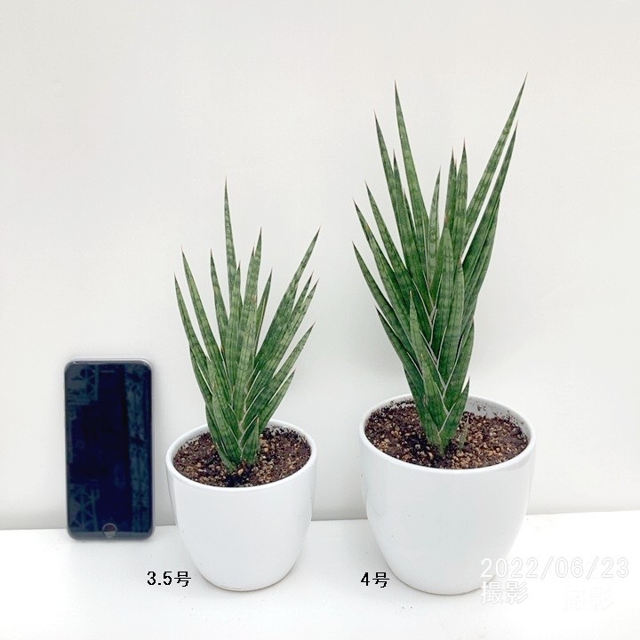 サンセベリア フランシー花芽付き 曲がり 陶器鉢植 Allstarbailbondslv Com サンセベリア フランシー花芽付き 曲がり 陶器鉢植 Allstarbailbondslv Com