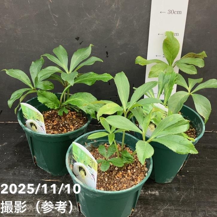 期間限定10％OFF！】クリスマスローズ 伊勢みやび 5号 眉引き｜山野01