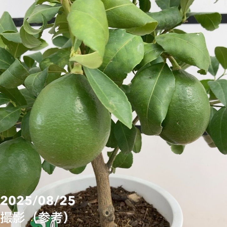 レモン　果樹　7寸鉢　実付 実付き 8個以上＞マイヤーレモン 7号｜柑橘｜果樹10-TU | 果樹