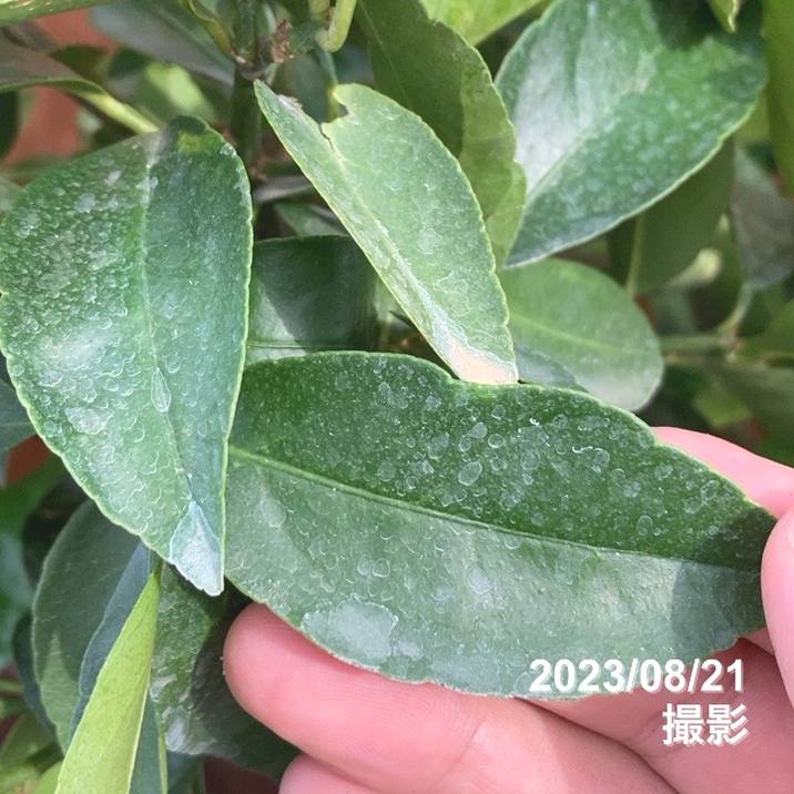 実付き柑橘＞トゲなしレモン 7号｜柑橘｜果樹10-TU | 果樹,柑橘,レモン