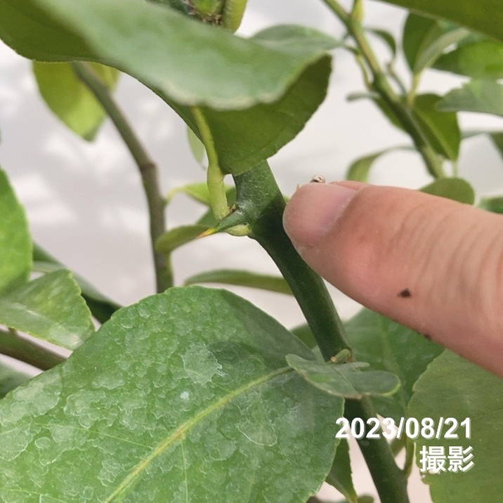 セオレム　15ポンド　プラグ無し 18cmポット】トゲ無しユーレカレモン | 実となる散歩道