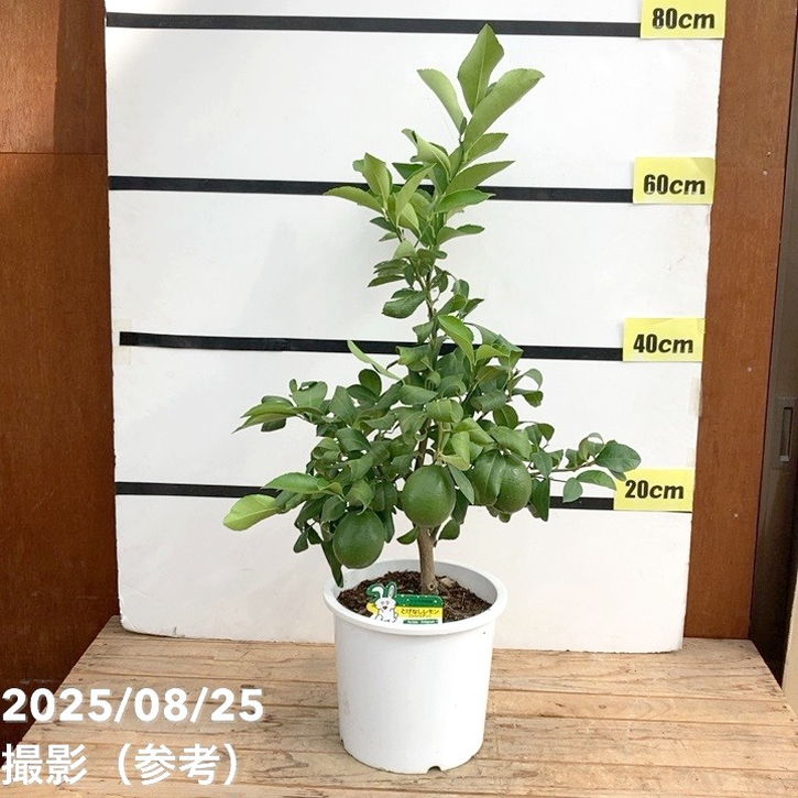 実付き柑橘＞トゲなしレモン 7号｜柑橘｜果樹10-TU | 果樹,柑橘,レモン