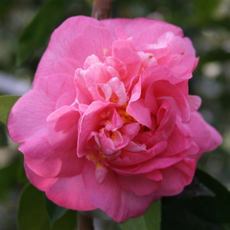 椿 ツバキ 4号 マリリンモンロー［こだわりの前田ナーセリー苗］｜花木