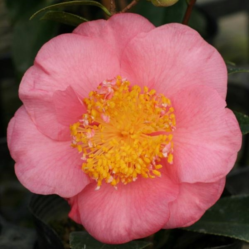 椿 ツバキ 4号 マリリンモンロー［こだわりの前田ナーセリー苗］｜花木04-PA