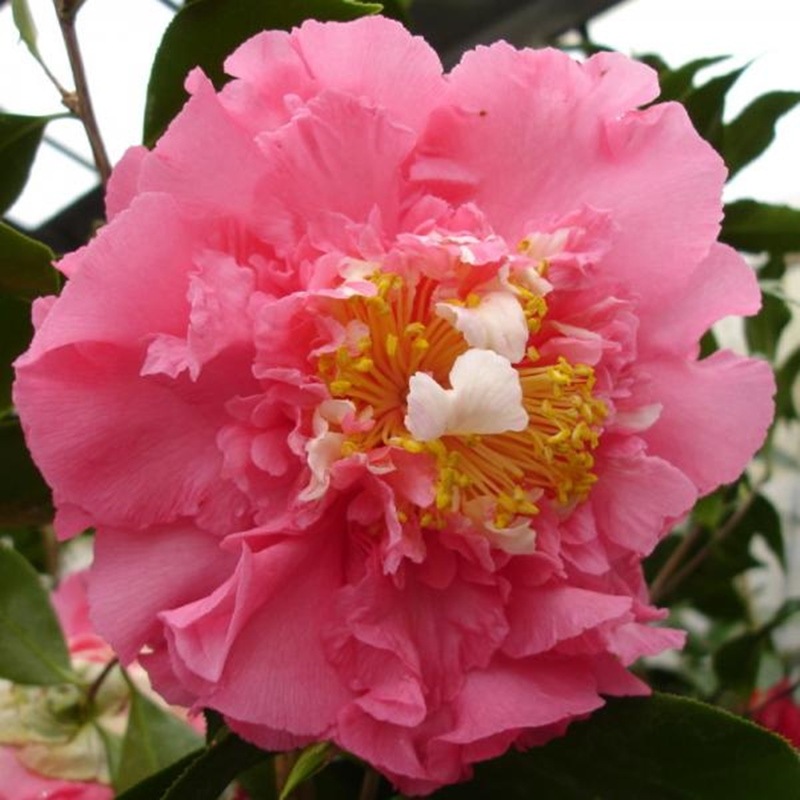 こだわりの前田ナーセリー苗 椿 苗 一株でいろんな花が楽しめる奇跡の椿 マリリンモンロー 産地直送商品 産直 前田園芸 ツバキ 赤塚植物園オンライン 花の音