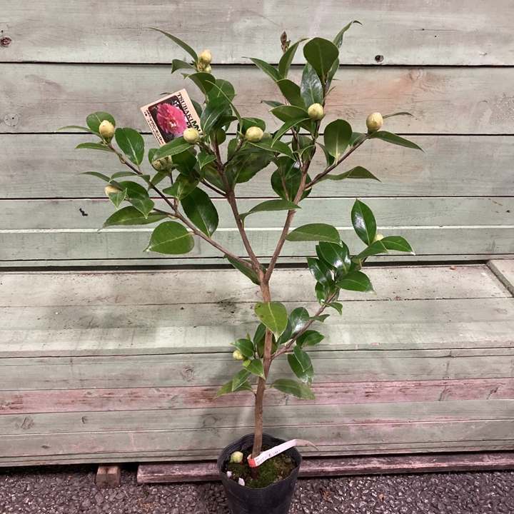 こだわりの前田ナーセリー苗 椿 苗 一株でいろんな花が楽しめる奇跡の椿 マリリンモンロー Pa 産地直送商品 前田園芸 ツバキ 赤塚植物園オンライン 花の音