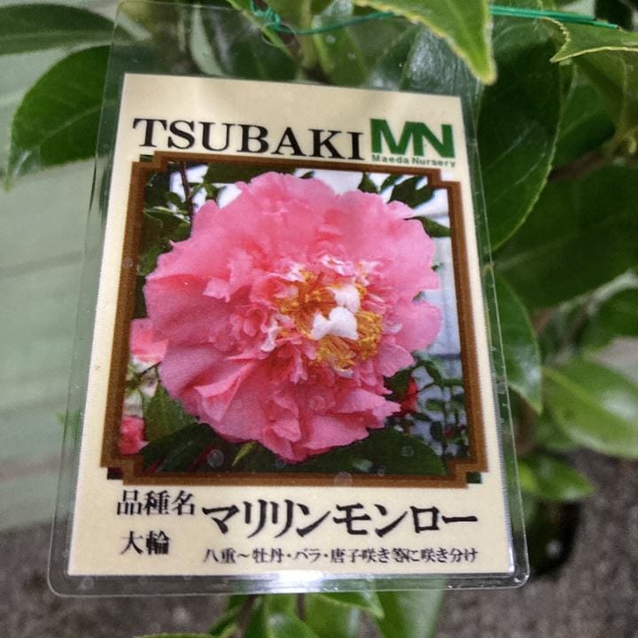 椿 ツバキ 4号 マリリンモンロー［こだわりの前田ナーセリー苗］｜花木04-PA