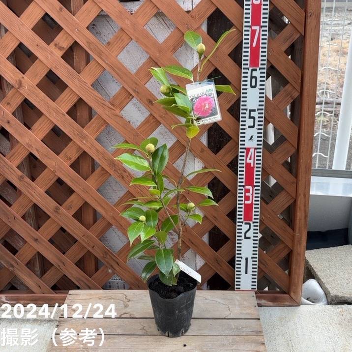 椿 ツバキ 4号 マリリンモンロー［こだわりの前田ナーセリー苗］｜花木04-PA