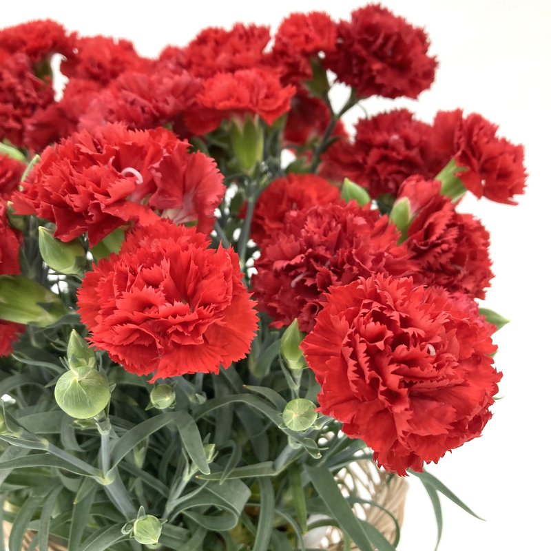 お届け5/14以降】母の日ギフト2025 カーネーション 赤（インユアハート