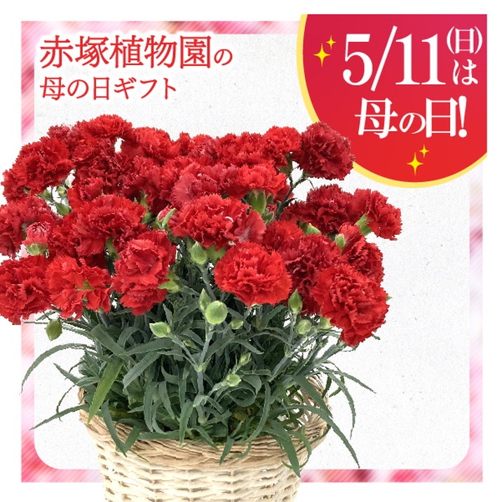 お届け5/14以降】母の日ギフト2025 カーネーション 赤（インユアハート