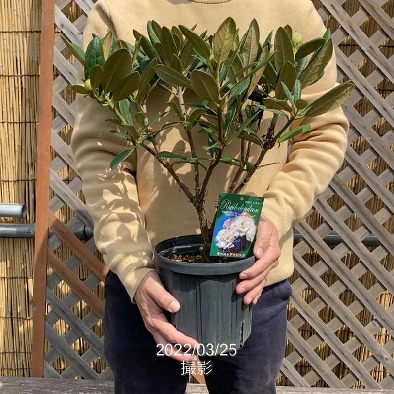 西洋シャクナゲ 6号 モーニングマジック｜花木03-D3 | 花木・庭木