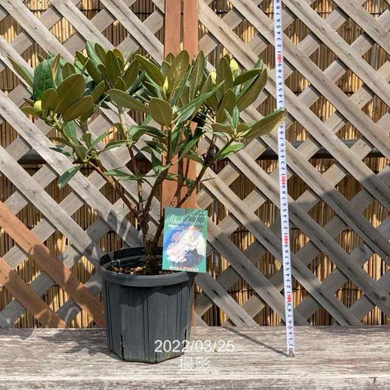 西洋シャクナゲ 6号 モーニングマジック｜花木03-D3 | 花木・庭木