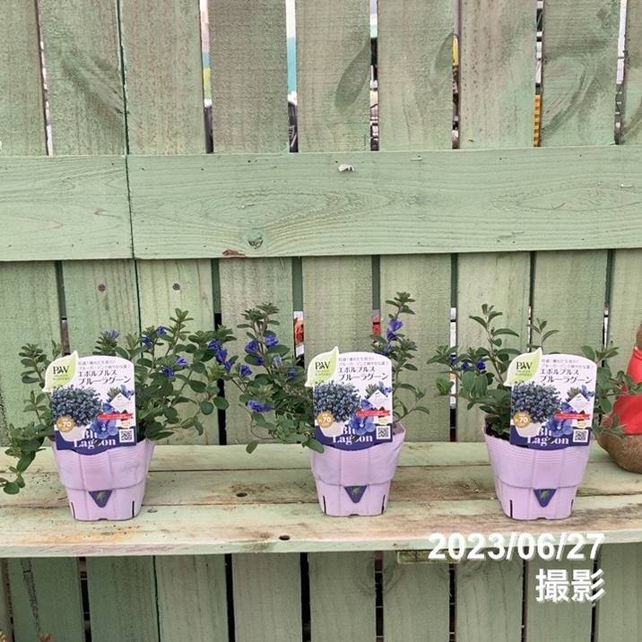 PW エボルブルス ブルーラグーン 3.5号×3株セット｜草花04-PA | 草花
