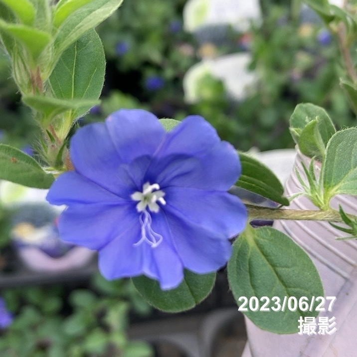 PW エボルブルス ブルーラグーン 3.5号×3株セット｜草花04-PA | 草花