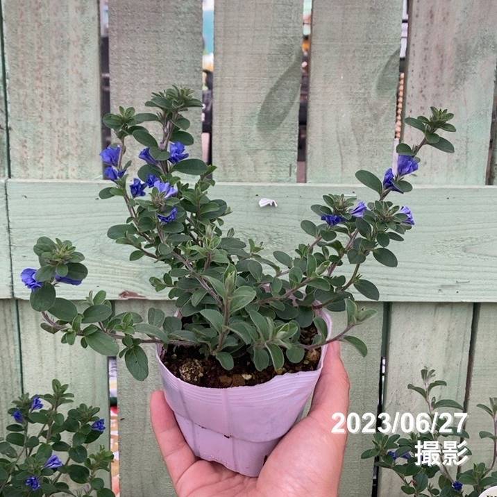 PW エボルブルス ブルーラグーン 3.5号×3株セット｜草花04-PA | 草花