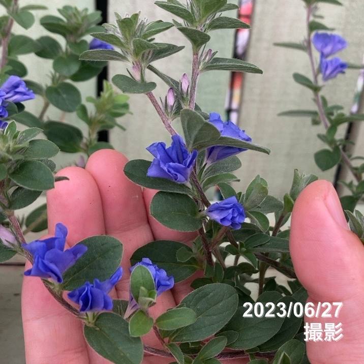 PW エボルブルス ブルーラグーン 3.5号×3株セット｜草花04-PA | 草花