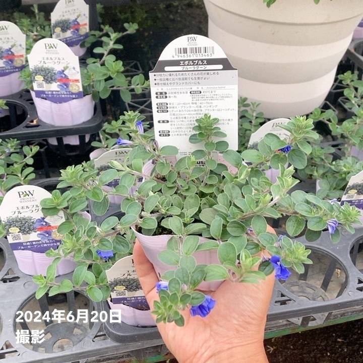 PW エボルブルス ブルーラグーン 3.5号×3株セット｜草花04-PA | 草花