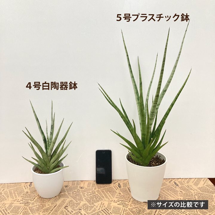 サンスベリア 5号 グラキリス 白プラスチック鉢仕様｜観葉02-D2 | 観葉