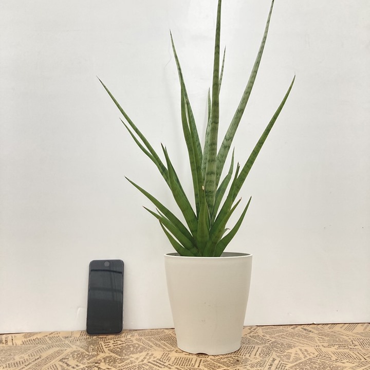 サンスベリア 5号 グラキリス 白プラスチック鉢仕様｜観葉02-D2 | 観葉