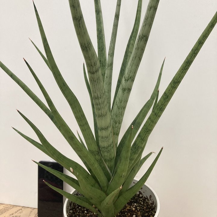 サンスベリア 5号 グラキリス 白プラスチック鉢仕様｜観葉02-D2 | 観葉