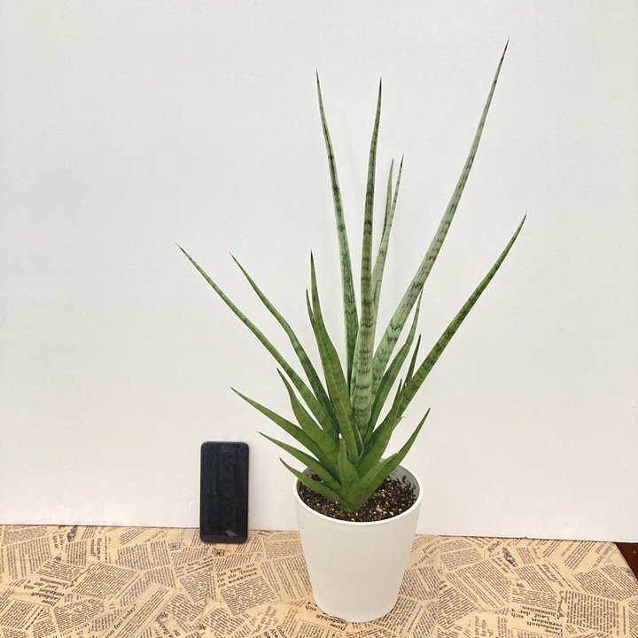 サンスベリア 5号 グラキリス 白プラスチック鉢仕様｜観葉02-D2 | 観葉