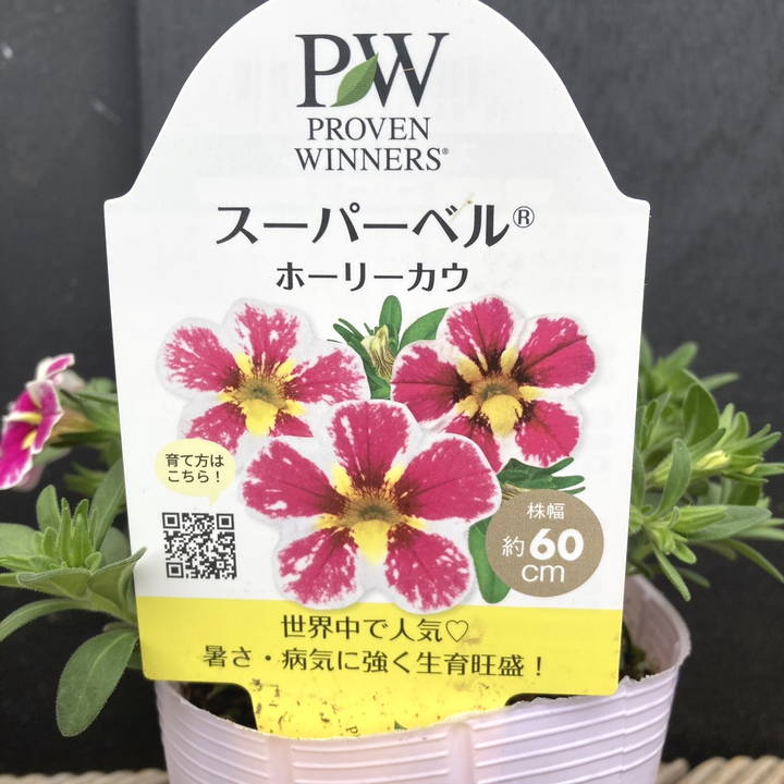 PW スーパーベル ホーリーカウ 3.5号×3株セット｜草花04-PA | 草花
