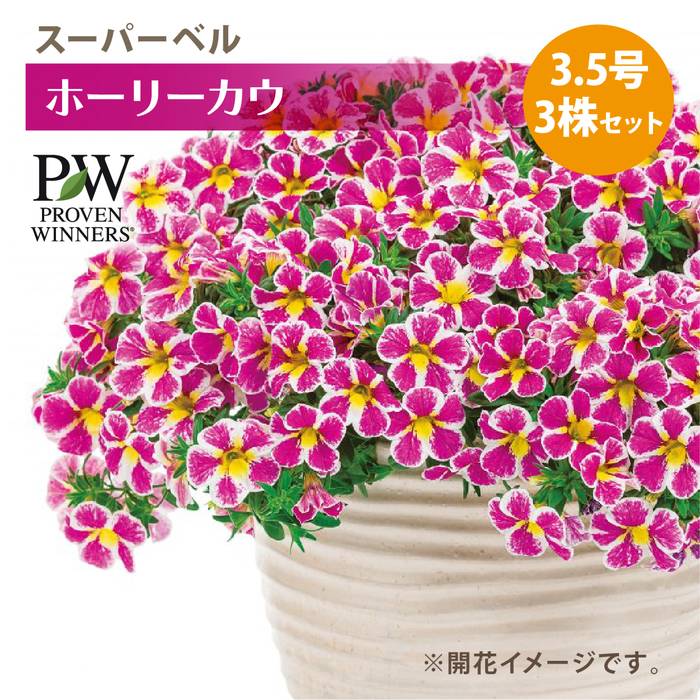 PW スーパーベル ホーリーカウ 3.5号×3株セット｜草花04-PA | 草花