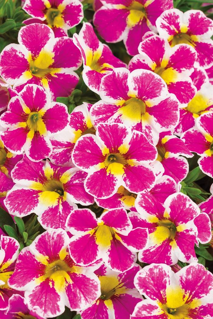 PW スーパーベル ホーリーカウ 3.5号×3株セット｜草花04-PA | 草花