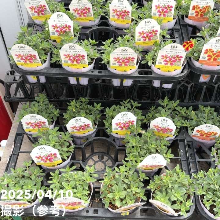 PW スーパーベル ホーリーカウ 3.5号×3株セット｜草花04-PA | 草花