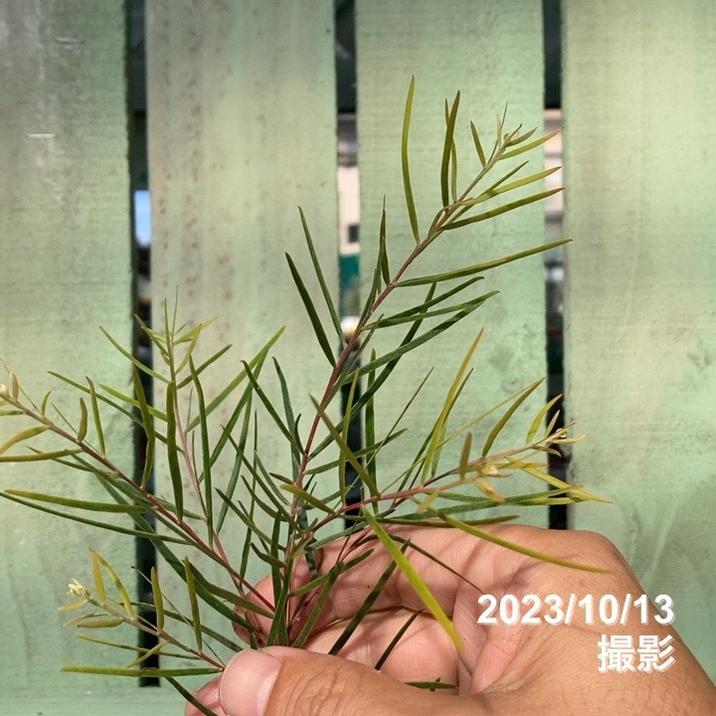 アカシア フェニックスゴールド 3.5号スリット鉢｜花木04-PA | 花木