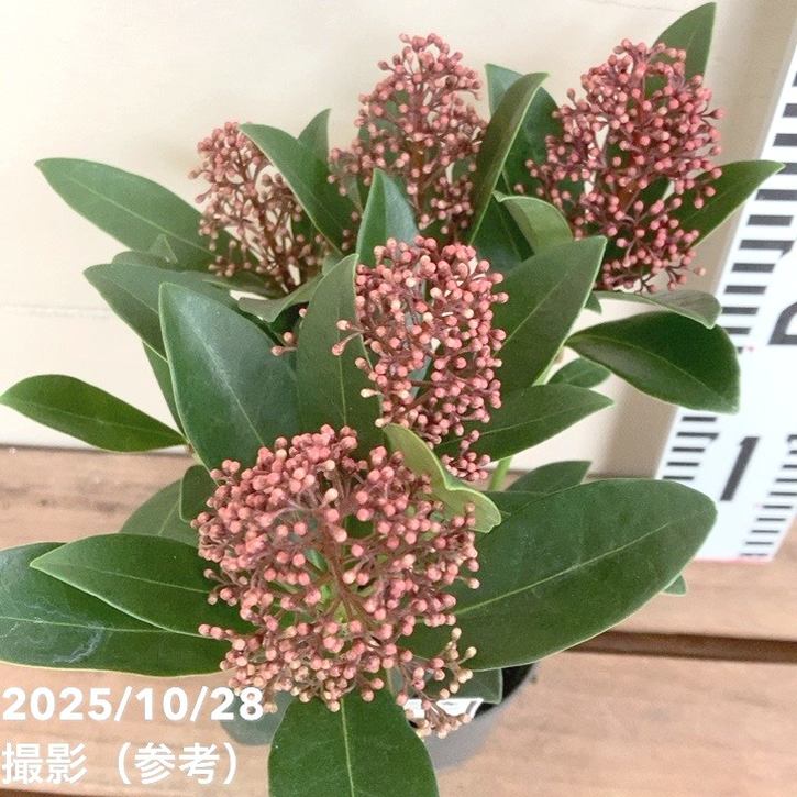 スキミア ルベラ 3号｜花木04-PA | 花木・庭木 | 赤塚植物園オンライン