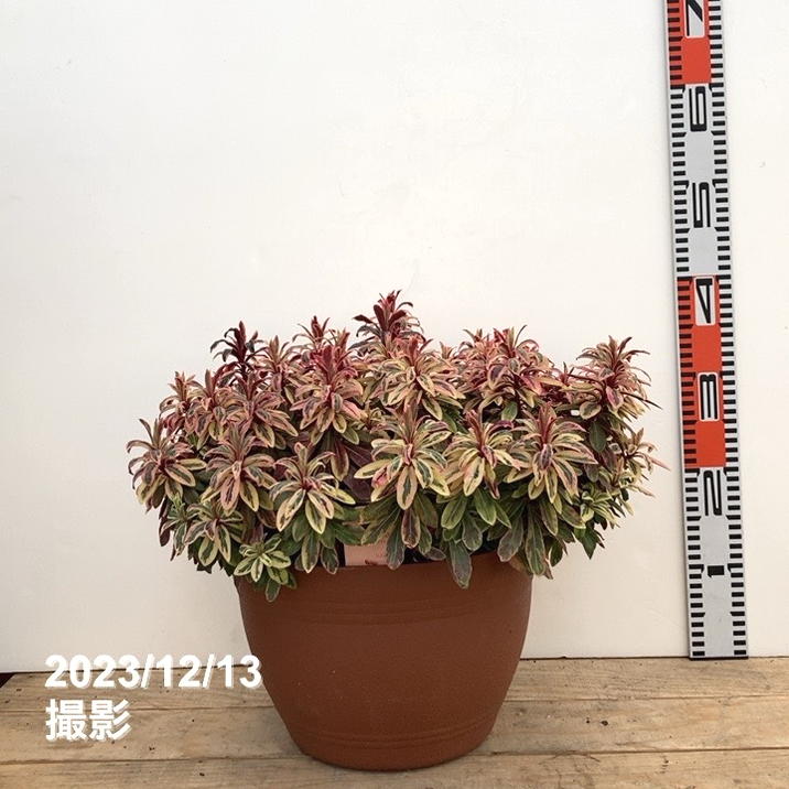特大＞ユーフォルビア フロステッドフレーム 10号鉢｜花木10-TU | 花木