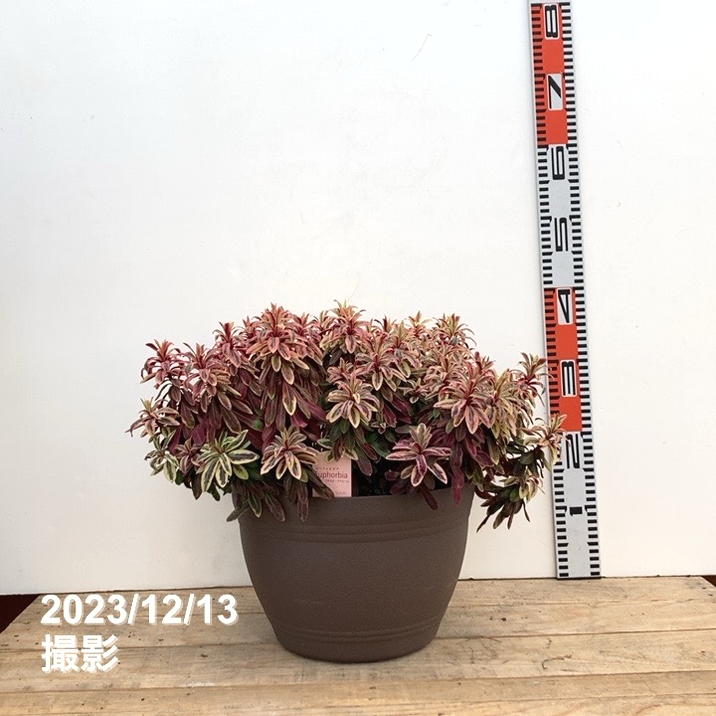 k*m様 珍奇植物‼️ 実生 ユーフォルビア フィリフローラ 鉢のまま宅急便発送 Yahoo!オークション - 「(フローラ gardening flora)」サボテン (観葉
