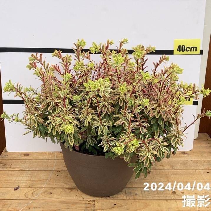 特大＞ユーフォルビア フロステッドフレーム 10号鉢｜花木10-TU | 花木