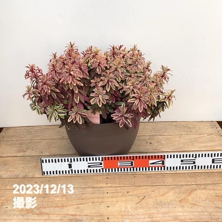 特大＞ユーフォルビア フロステッドフレーム 10号鉢｜花木10-TU | 花木