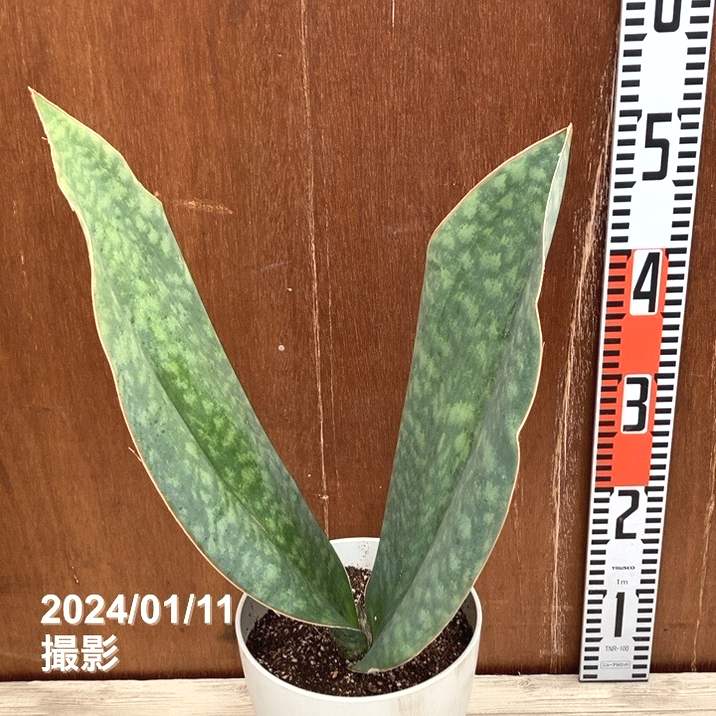 サンスベリア 6号 マッソニアナ（2枚葉）白プラ鉢仕様｜観葉02