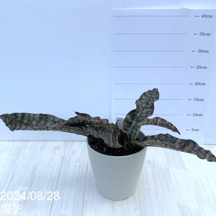 現品お届け】サンスベリア 5号 コパトーン 白プラ鉢仕様（S39）｜観葉